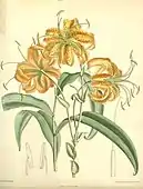 Lilium henryi, 1891.