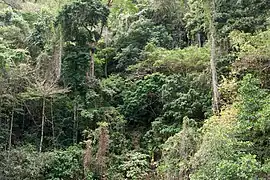 Limestone forest in Bacuit Bay