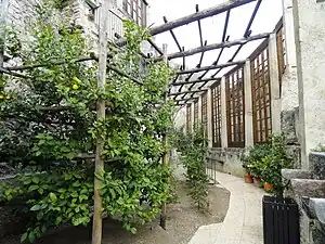 Lemon trees in Limone