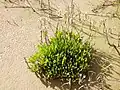 Limonium angustifolium