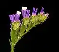 Limonium sinuatum