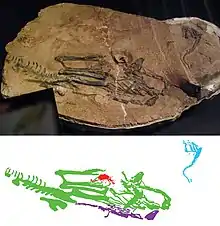 Photograph of fossil specimens in live position, and interpretative diagram highlighting the skeletons