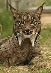 Iberian lynx