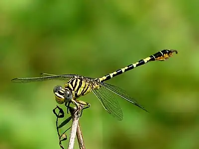 Paragomphus lineatus male