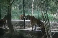 Tiger and lion staring at each other in Bannerghatta National Park