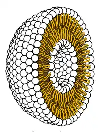 Image 34Cross-section through a liposome (from History of Earth)