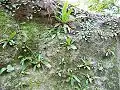 Rock Felt Fern, Elkhorn fern, Birds Nest Fern and moss growing on Hawkesbury Sandstone at Chatswood West, Australia