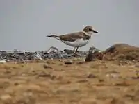 Little ringed plover in Kannur, Kerala