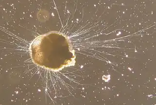 Live Ammonia tepida streaming granular ectoplasm for catching food