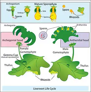 Alternation of generations in liverworts