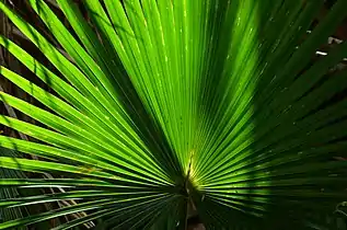 Fan leaf, Burning Palms, New South Wales