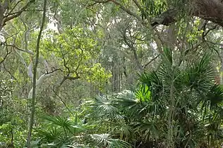 L. australis McKay Reserve, Palm Beach, NSW