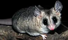 Gray opossum