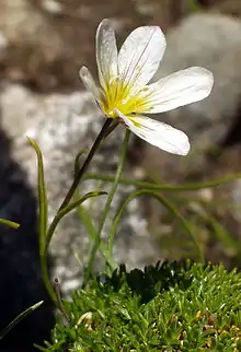 Snowdon lily