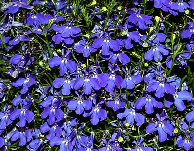 Lobelia