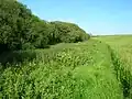 The willow woodlands on the lochshore