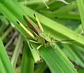 Stethophyma grossum male