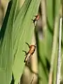 Second and fourth instar nymphs (gregarious)