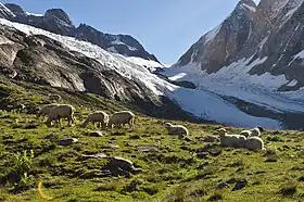 The Lötschenlücke and Langgletscher