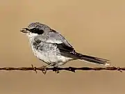 Loggerhead shrike moulting.