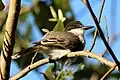 Loggerhead kingbird