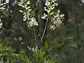 L. silaifolia leaves and flowers