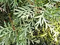 Leaves, Cranbourne Botanic Gardens