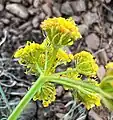 Compound flower umbel