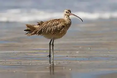 Image 11Long-billed curlewPhotograph: Frank SchulenburgThe long-billed curlew (Numenius americanus) is a large North American shorebird of the family Scolopacidae. The species breeds in the grasslands in west-central North America, migrating south and towards the coast in winter. It feeds predominantly on crabs and various other small invertebrates.More selected pictures