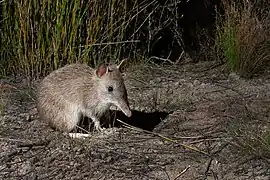 Brown bandicoot