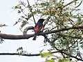 Male at Bharatpur, Rajasthan, India