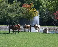 Texas Longhorn rest near Route 20