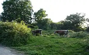 Longhorn cattle at Knepp Wildland