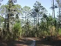 Southern longleaf pine