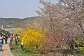 The cherry blossoms come after the yellow winter jasmine.