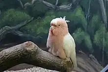 Cookie, a cockatoo that lived to be 83 years old, housed in the Brookfield Zoo