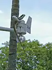 Northern water dragon sitting on a weather station anemometer