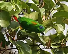 A green parrot with a red tail and blue patch on top of his head