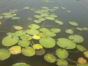 Lotus growing in Taudaha Lake