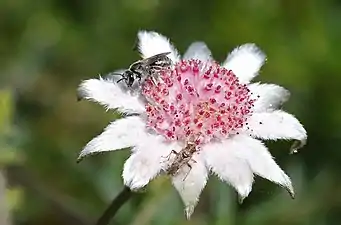 Flower and possible pollinators