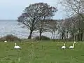 Lough Neagh near Ardmore Point