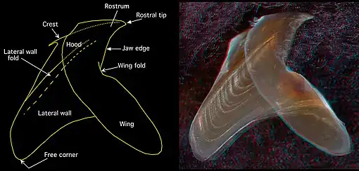 Side view of the lower beak of Chiroteuthis picteti (3.6 mm LRL, 160 mm ML (estimate)) 3D red cyan glasses are recommended to view this image correctly.