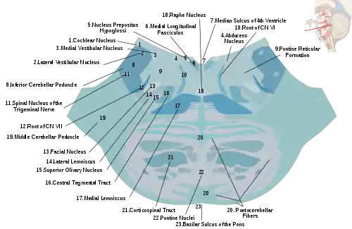 Section through lower pons. Abducens nucleus is labeled #4.