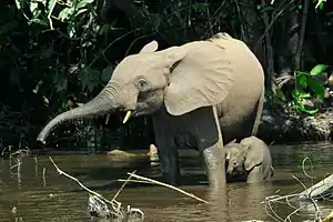 African Forest Elephant (Loxodonta cyclotis)