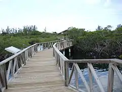 Boardwalk at Lucayan National Park