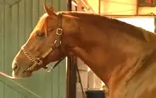 Head shot of a reddish-brown horse