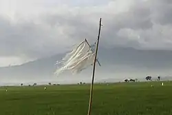 A paddy field in Gadingrejo, Pringsewu