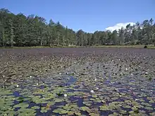 Image 5Lura Lakes are the glacial lakes of the Lurë Mountains, Albania (from Lake)