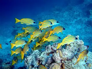 Bluestripe snapper will eat just about anything.