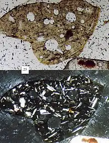 Microlitic volcanic lithic fragment, scale in millimeters.  Top picture in plane-polarized light, bottom picture in cross-polarized light.